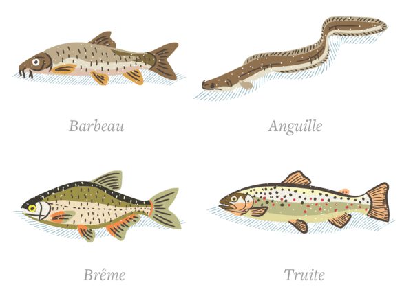 Fishes found in the Seine river