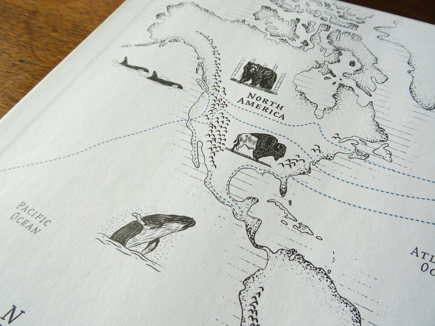 Close-up on the left page with illustrations of a whale, a bison, orcas and a black bear in North America